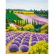 MARBURG | PROVENCE XVI