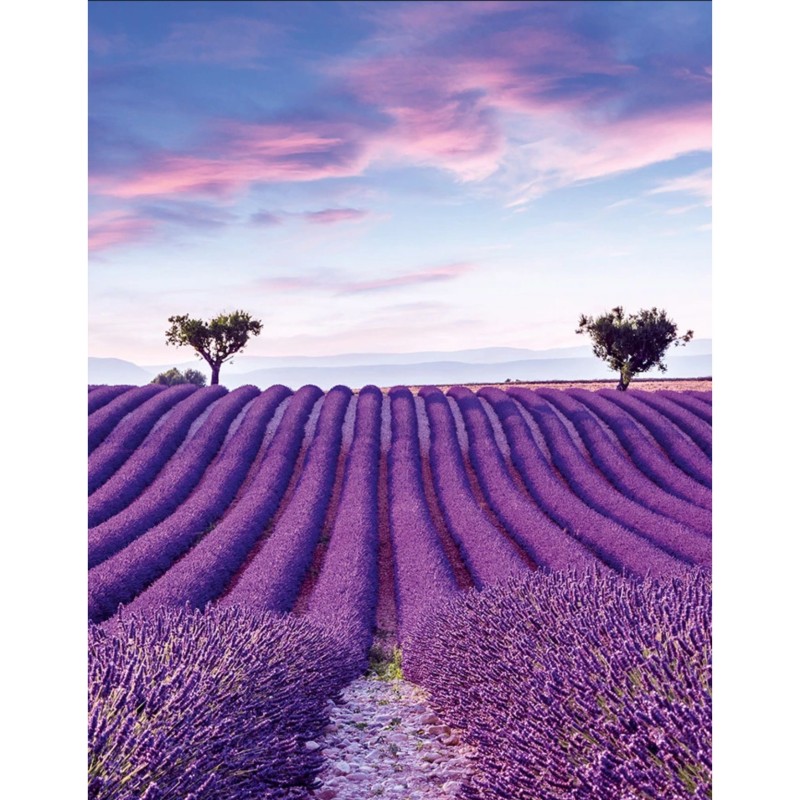 MARBURG | PROVENCE XVII