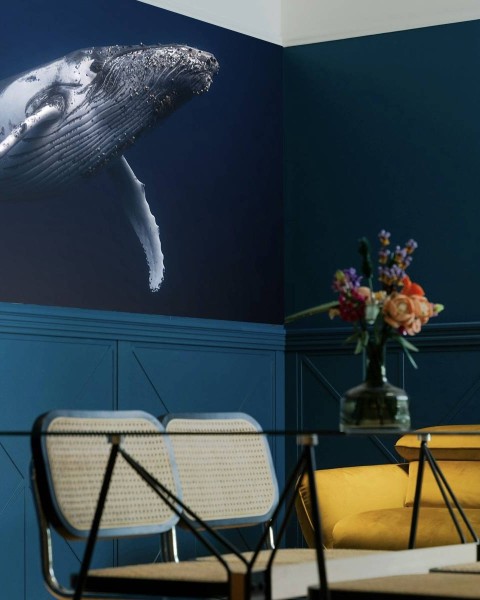 MARBURG | Advanture Whale