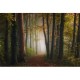 MARBURG | Autumn Outdoors Plant