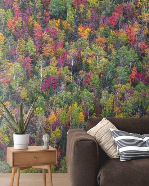 MARBURG | Colorful Auntumn Trees