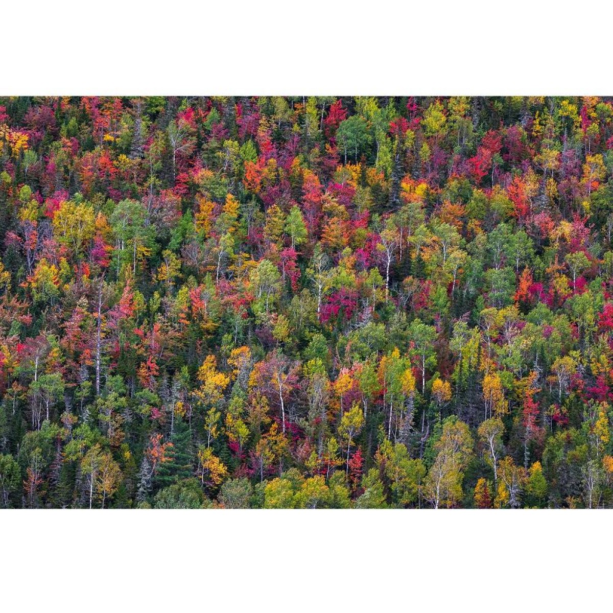 MARBURG | Colorful Auntumn Trees
