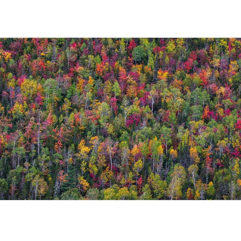 MARBURG | Colorful Auntumn Trees