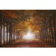 MARBURG | Foggy Autumn Dream