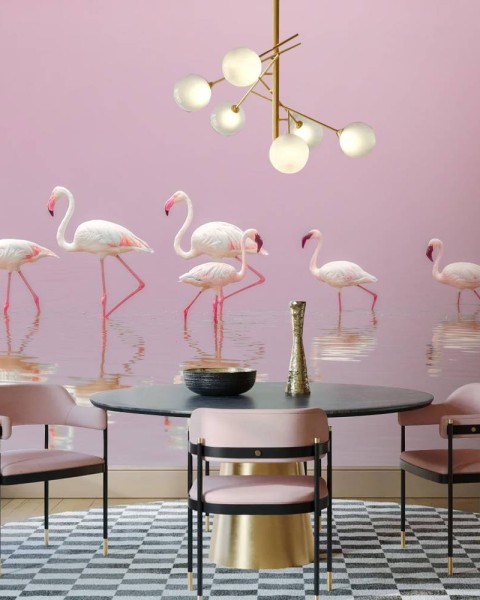MARBURG | Flamingos Feeding