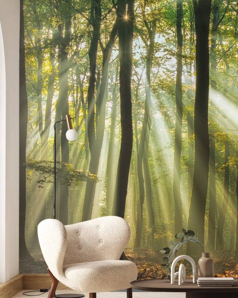 MARBURG | Forest Morning Light