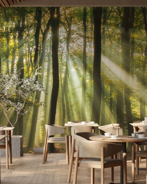 MARBURG | Forest Morning Light