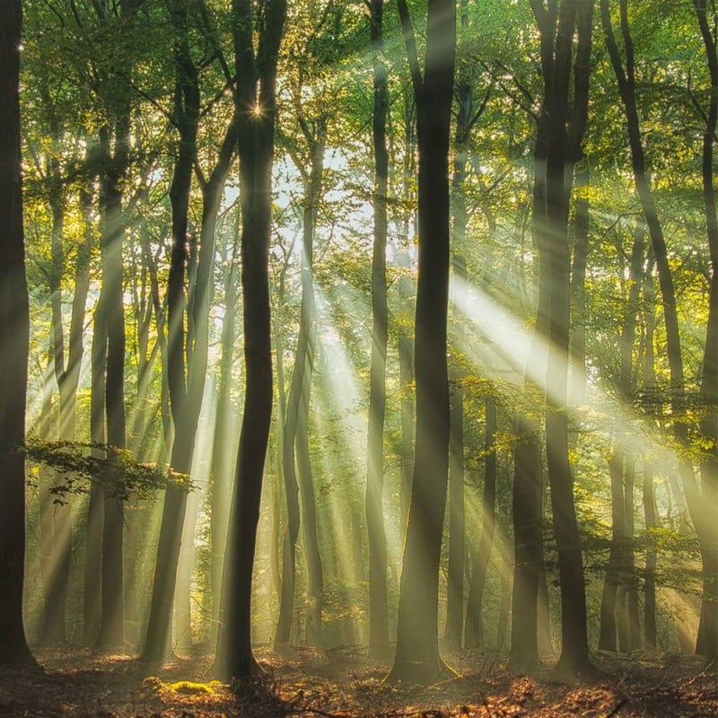 MARBURG | Forest Morning Light
