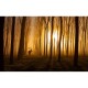MARBURG | Golden Forest Deer	