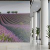 MARBURG | Lavender in Summer