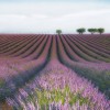 MARBURG | Lavender in Summer