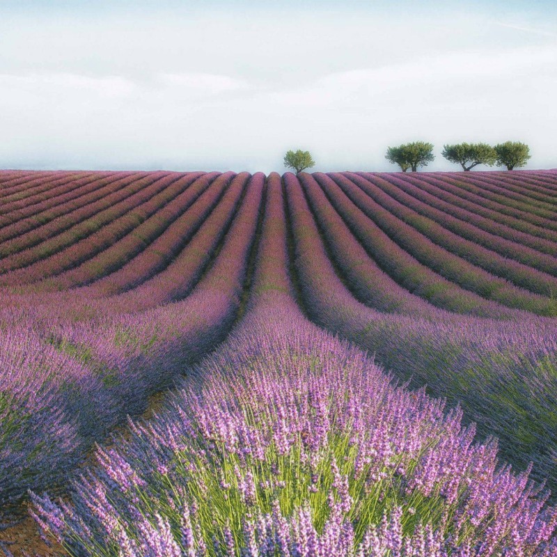 MARBURG | Lavender in Summer