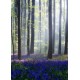 MARBURG | Forest of Lavender	