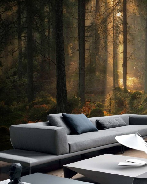 MARBURG | Light in Forest