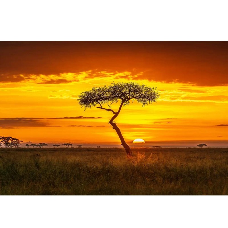 MARBURG | Lonely Tree Sun