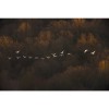 MARBURG | Morning Goose