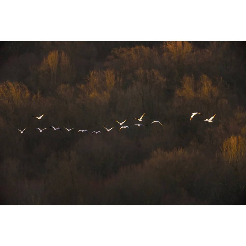 MARBURG | Morning Goose