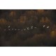 MARBURG | Morning Goose