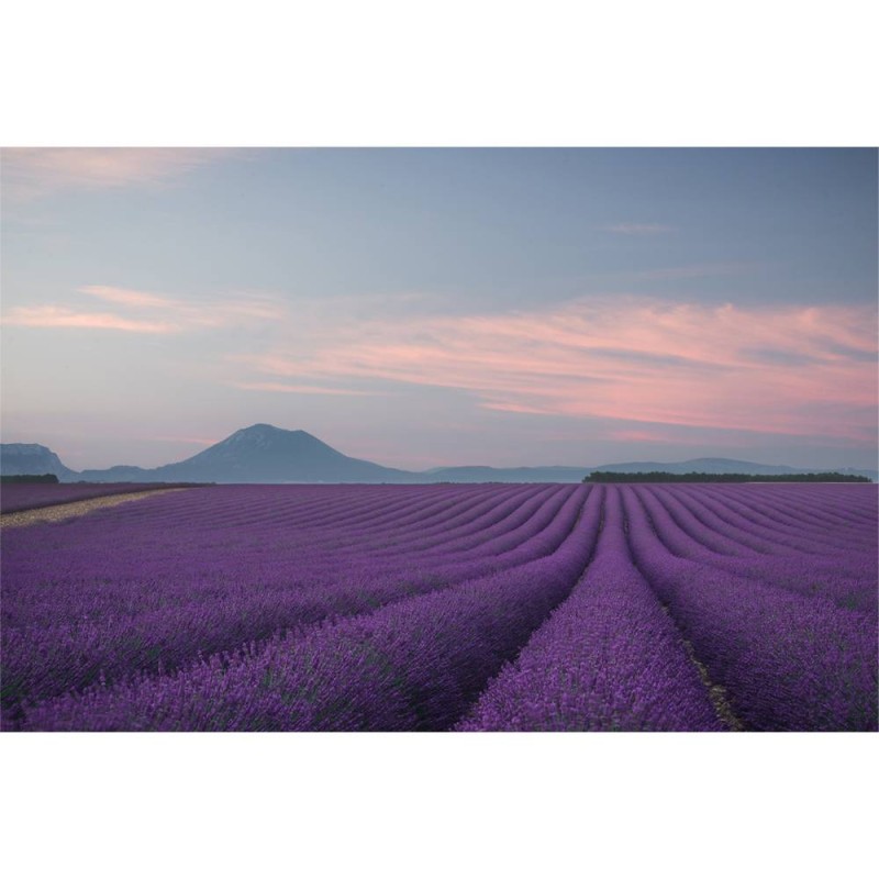MARBURG | Peaceful France Lavanda