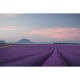 MARBURG | Peaceful France Lavanda