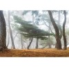 MARBURG | Pine Forest Seowon