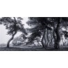 MARBURG | Pine Trees Dancing