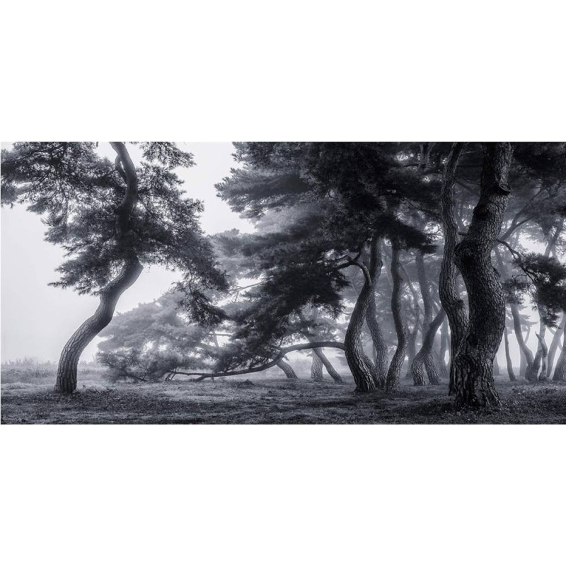 MARBURG | Pine Trees Dancing