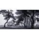 MARBURG | Pine Trees Dancing