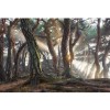 MARBURG | Sacred Pine Trees