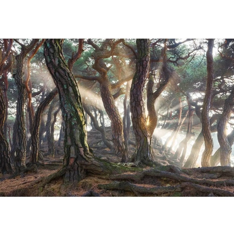 MARBURG | Sacred Pine Trees