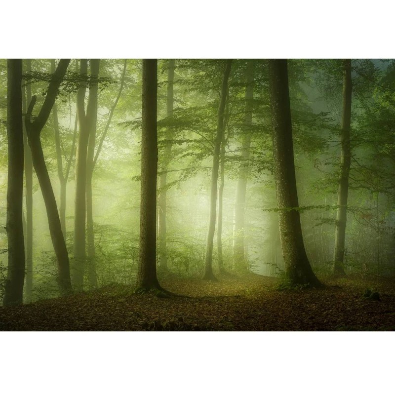 MARBURG | Spring Morning Forest