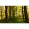 MARBURG | Sunny Forest