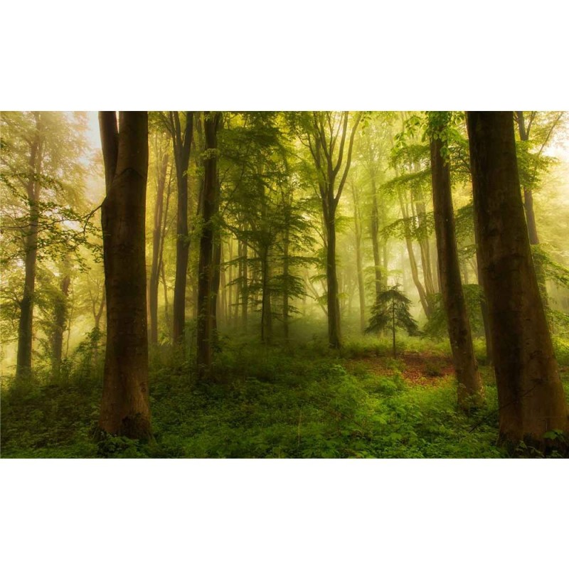 MARBURG | Sunny Forest