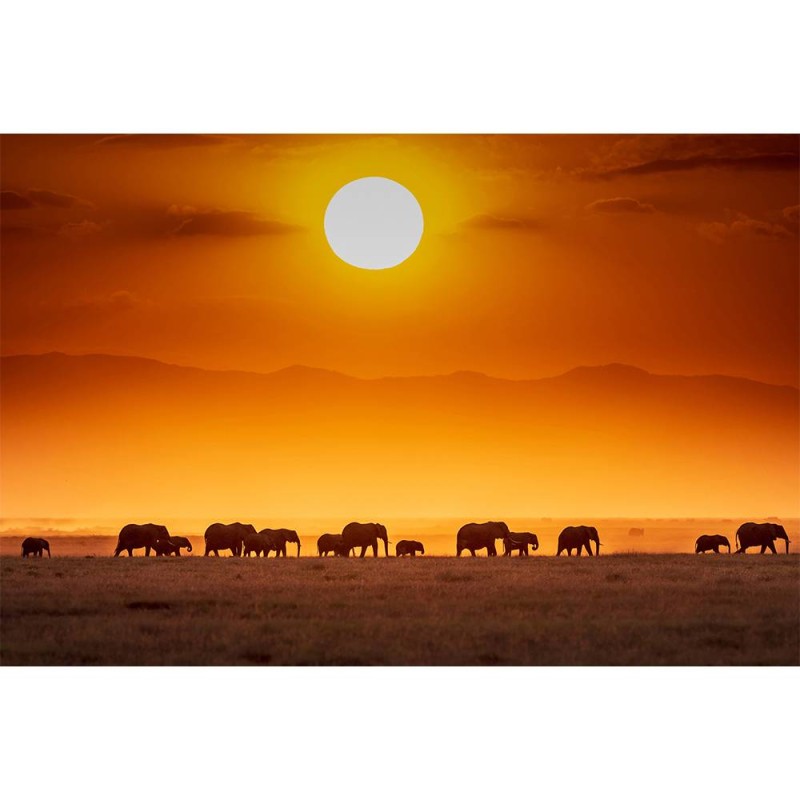 MARBURG | Sunrise Elephant Wildlife