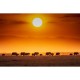 MARBURG | Sunrise Elephant Wildlife