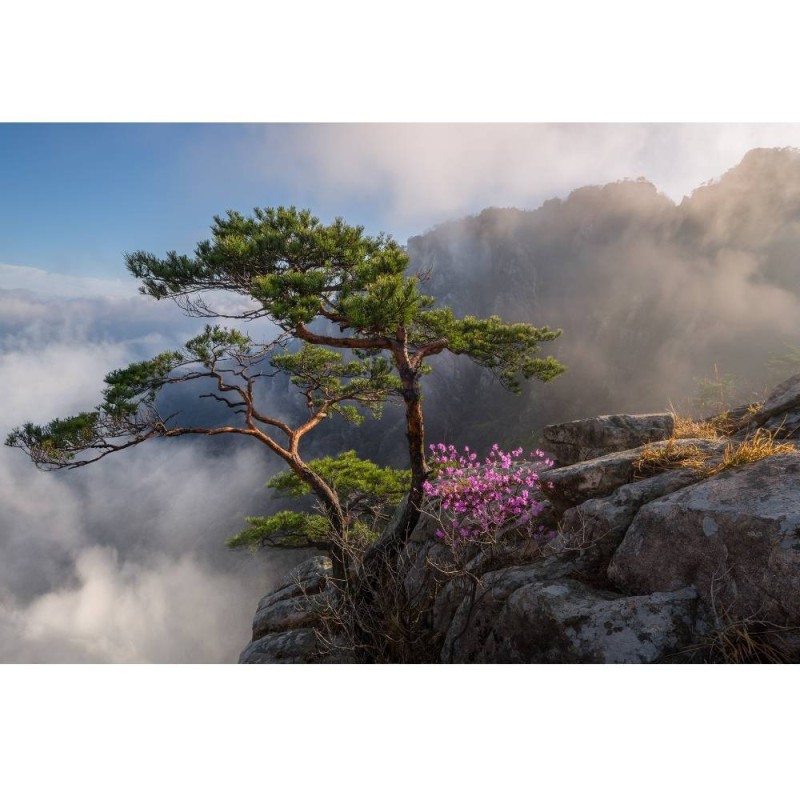 MARBURG | Tree Rocky Mountain