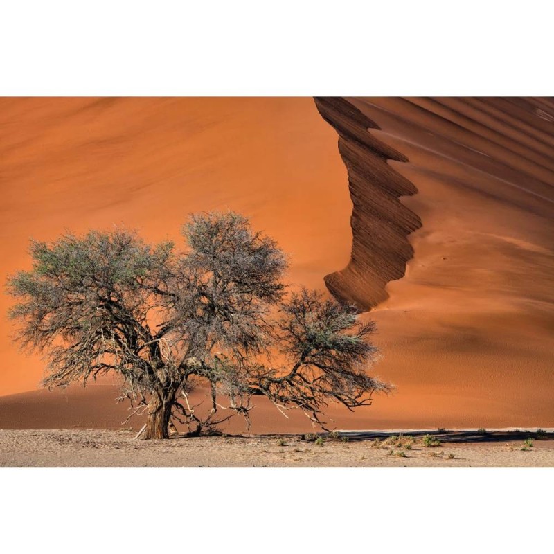 MARBURG | Tree Wind Desert