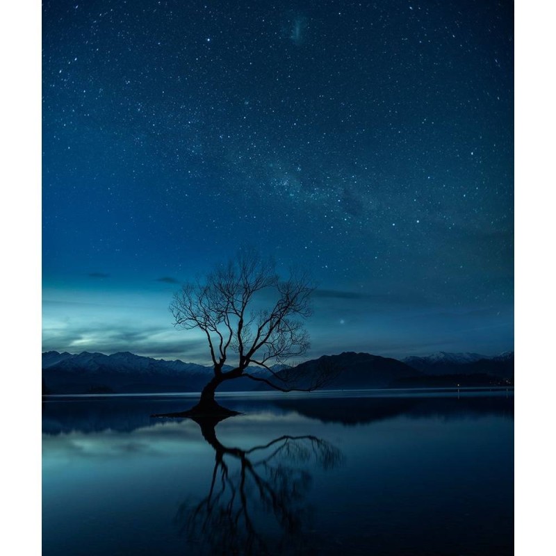 MARBURG | Wanaka Tree