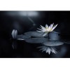MARBURG | Water Lily Reflection