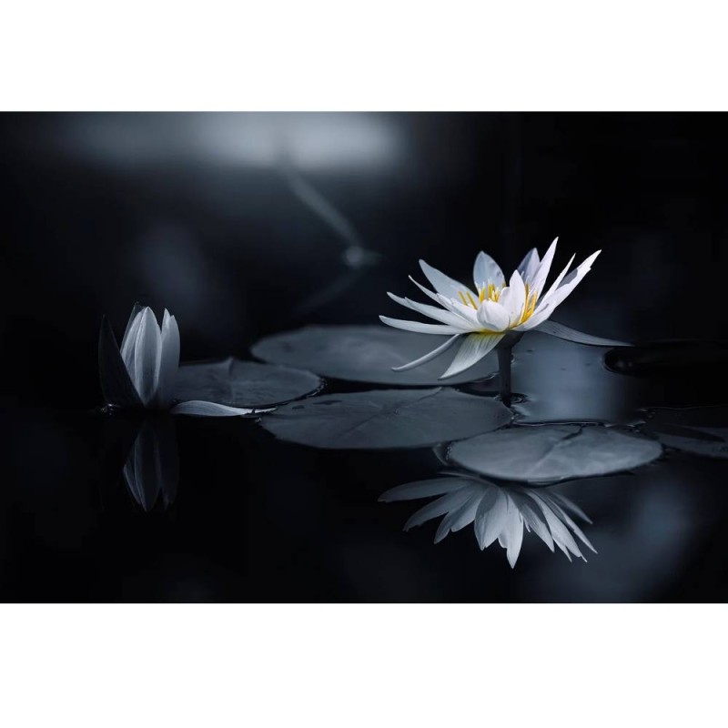 MARBURG | Water Lily Reflection
