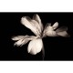 MARBURG | White Magnolia