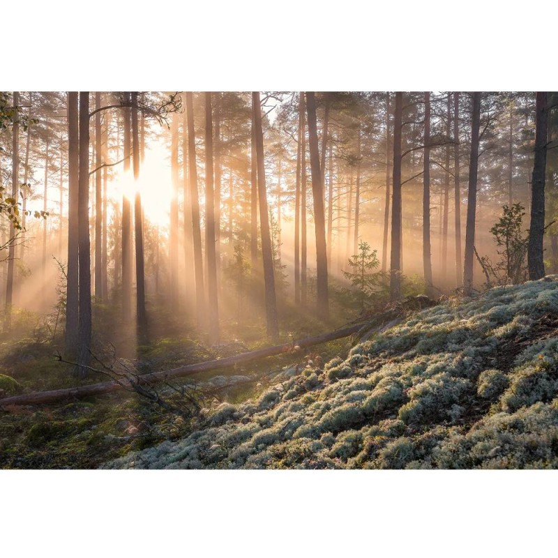 MARBURG | White Moss Fog