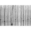 MARBURG | Winter Birch Trees