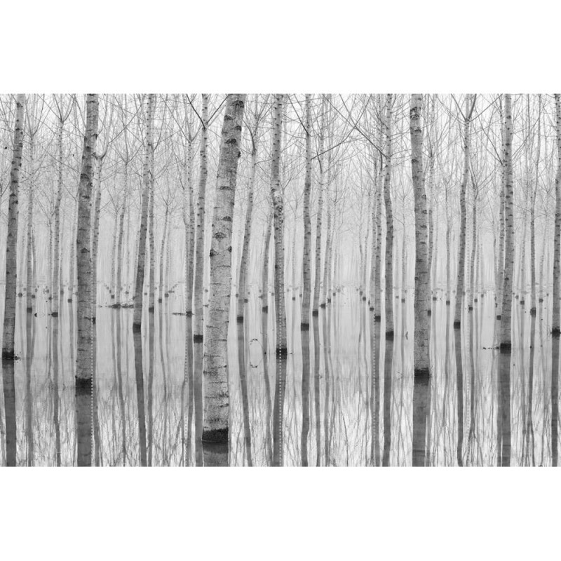 MARBURG | Winter Birch Trees