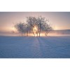 MARBURG | Morning Winter Tree