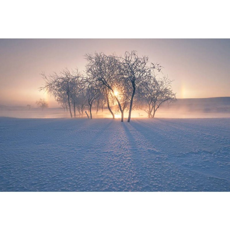 MARBURG | Morning Winter Tree