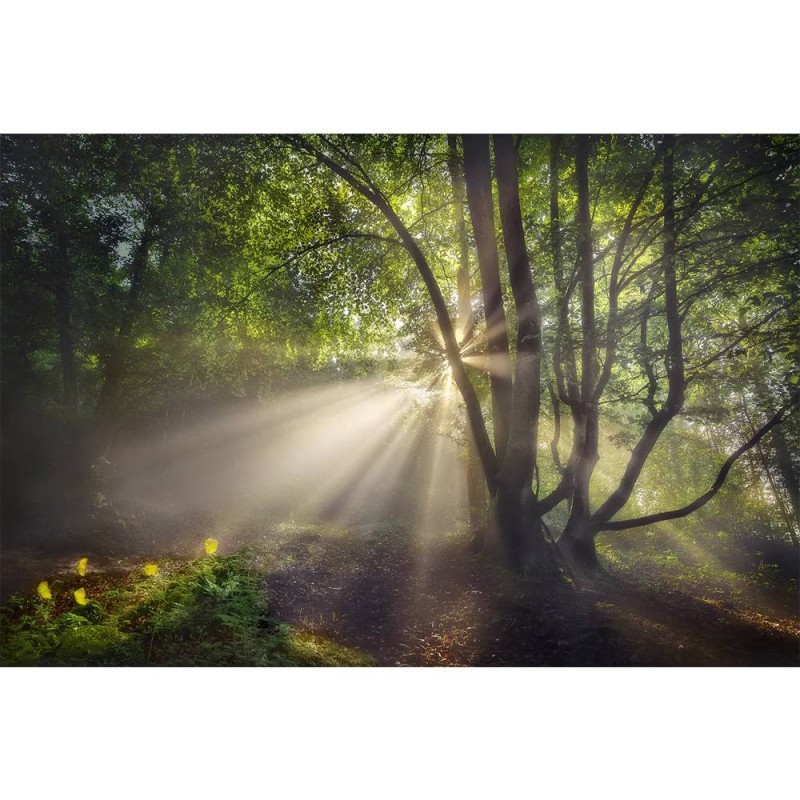 MARBURG | Wonderful Sunrise Forest