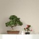 MARBURG | BOTANICA | 1133327
