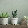 MARBURG | NOVAMUR IVY | 1182311