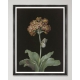 Mindthegap | Transylvanian Rhapsody | Framed Art | FLORAL ARRANGEMENTS I